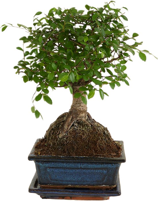 5 populaire bonsaiboompje soorten + extra info over gereedschap en starter kits 9 Bloomique - Bonsai Zelkova - Bol Vorm - Bonsai Boompje - Kamerplanten - Hoogte 20-30 cm - 15 cm Breed - Inclusief Keramieken Pot en Schaal