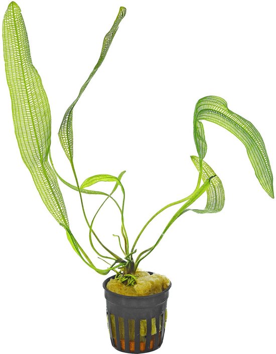 Hobby 51577 Aponogeton Aquarienpflanze - 16 Cm Künstlicher Fels