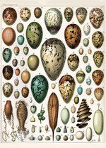 Vintage Poster Schoolplaat Eieren - Alphonse Millot - Botanisch Plant en Dieren - Large 50x70