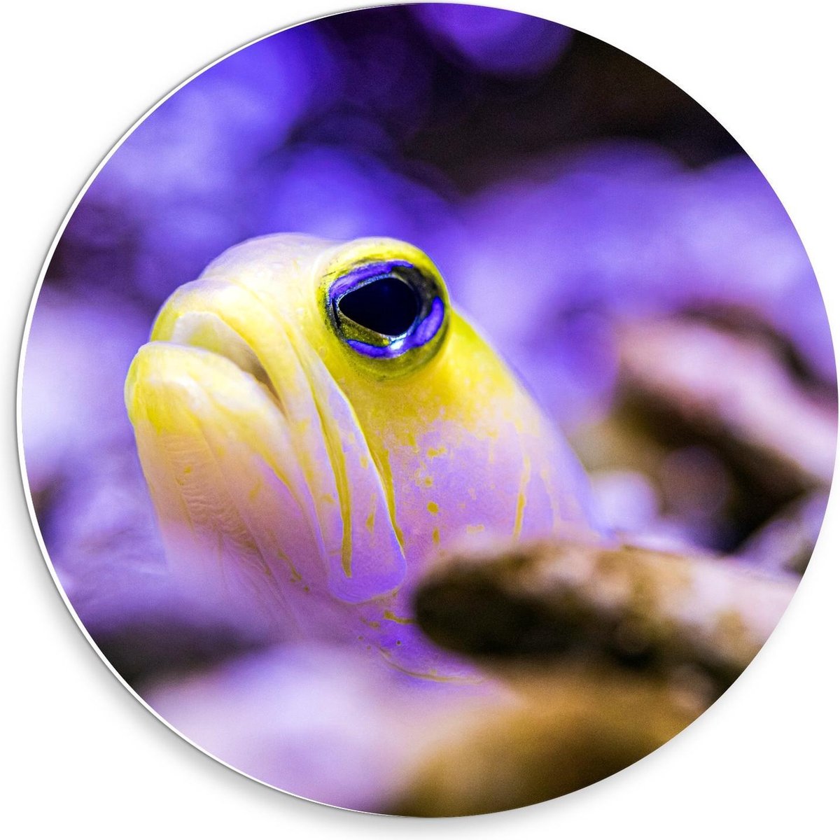 KuijsFotoprint Forex Wandcirkel - Gele Vis met Paarse Achtergrond - 30x30cm Foto op Wandcirkel (met ophangsysteem) Zwart