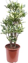 Croton Tamara 100 cm