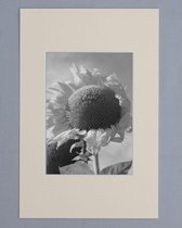 Passe Partout 40X50 Creme - Fotomaat 30x40 cm