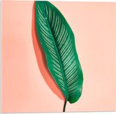 Acrylglas - Groen Blad op Roze Achtergrond - 50x50cm Foto op Acrylglas (Met Ophangsysteem)