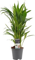 Kamerplant van Botanicly – Goudspalm – Hoogte: 50 cm – Dypsis lutescens