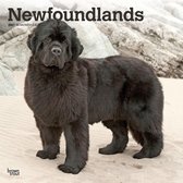 Newfoundlands - Neufundländer 2021 - 18-Monatskalender mit f