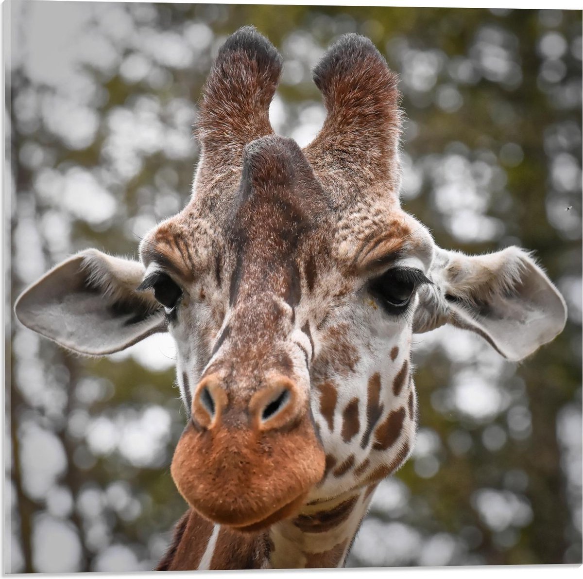 Plexiglas - Hoofd van Giraffe - 50x50cm Foto op Plexiglas (Met Ophangsysteem)