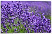 Forex - Paarse Lavendel Bloemetjes - 60x40cm Foto op Forex