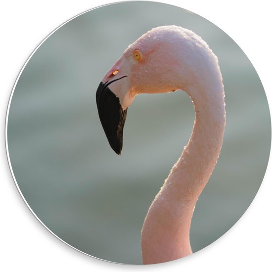 Forex Wandcirkel - Roze Flamingokop - 30x30cm Foto op Wandcirkel (met ophangsysteem)