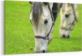 Schilderij - Paarden Close-up — 90x60 cm