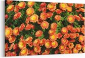 Schilderij - Oranje Chrysanten — 90x60 cm