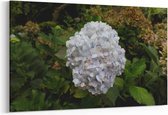 Schilderij - Witte Hortensia bloem — 90x60 cm