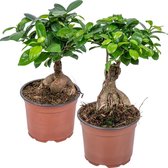 Ficus 'Ginseng' | Bonsaiboom per 2 stuks - Kamerplant in kwekerspot ⌀12 cm - ↕35 cm