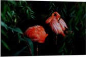 Dibond - Roze Flamingo's in Donker Bos - 90x60cm Foto op Aluminium (Met Ophangsysteem)