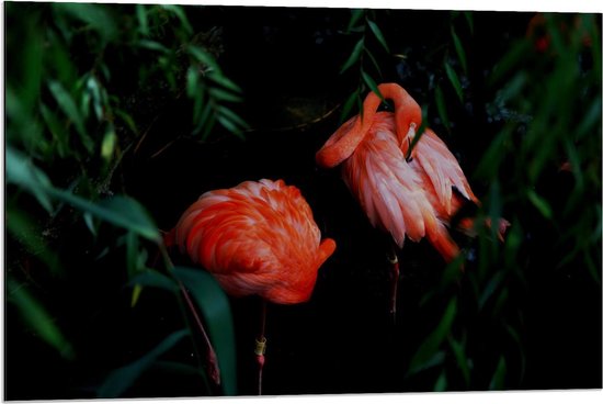 Dibond - Roze Flamingo's in Donker Bos - 90x60cm Foto op Aluminium (Met Ophangsysteem)