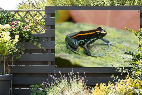 Tuinposter - Tuindoek - Tuinposters buiten - Zwarte kikker op een blad