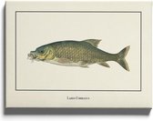 Walljar - Labeo Umbratus - Dieren poster met lijst