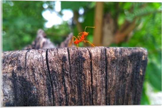 Acrylglas - Rood Insect op Stam - 60x40cm Foto op Acrylglas (Met Ophangsysteem)
