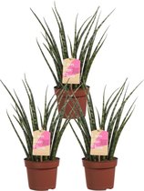 Hellogreen Kamerplanten - Set van 3 - Sanseveria Vrouwentong Fernwood Mikado - ↕ 40 cm