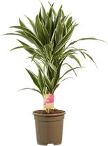 Hellogreen Kamerplant - Dracaena Drakenbloedboom White Stripe - ↕ 60 cm