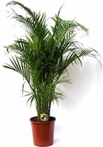 Areca Lutescens M | Goudpalm