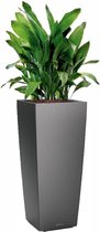 Aspidistra Himalaya in watergevende Cubico Alto antraciet | Slagersplant