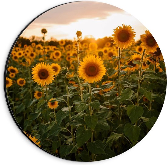 Dibond Wandcirkel - Veld met Zonnenbloemen - 20x20cm Foto op Aluminium Wandcirkel (met ophangsysteem)