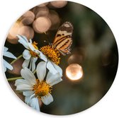 Forex Wandcirkel - Witte Bloemen met Vlinder - 60x60cm Foto op Wandcirkel (met ophangsysteem)