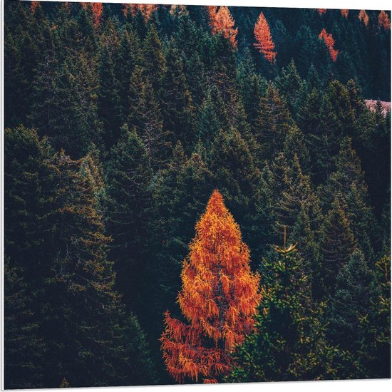 Forex - Oranje dans la forêt verte - Photo 80x80cm sur Forex