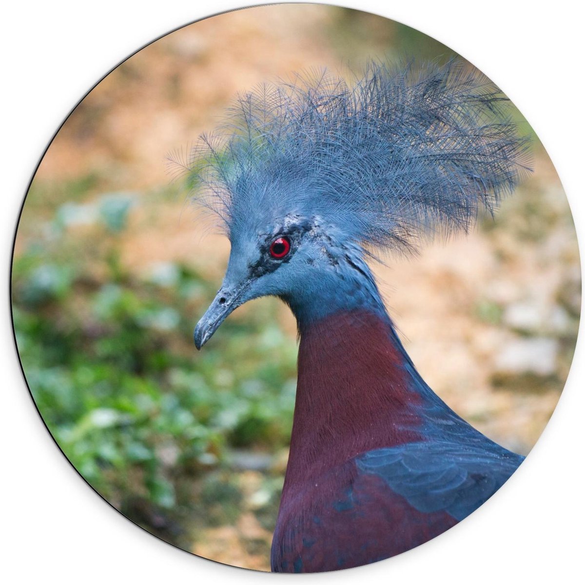 Dibond Wandcirkel - Blauw Pauwenhoofd - 70x70cm Foto op Aluminium Wandcirkel (met ophangsysteem) op Prijzenvolger.com