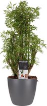 Hellogreen Kamerplant - Polyscias Hawaiiana Ming Vertakt - 50 cm - Elho Brussels antraciet