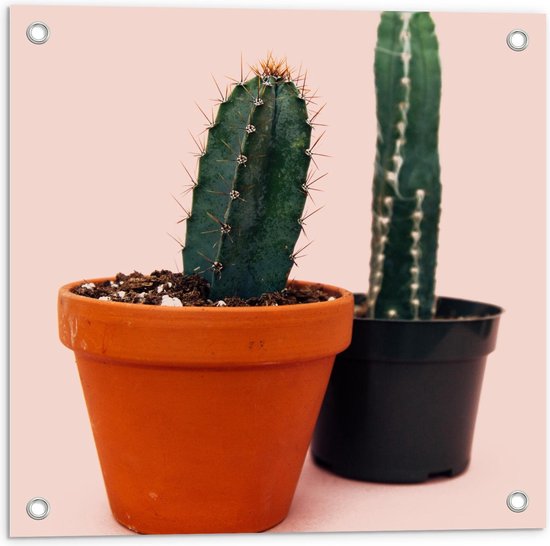 Tuinposter – Twee Cactusplanten met Roze Achtergrond - 50x50cm Foto op Tuinposter  (wanddecoratie voor buiten en binnen)