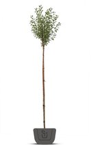 Bolkers | Prunus eminensis Umbraculifera | bolboom | Stamomtrek: 6-8 cm | Stamhoogte: 180 cm