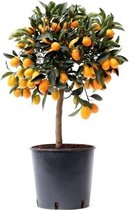 Fruitgewas van Botanicly – Citrus Kumquat – Hoogte: 75 cm