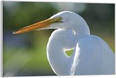 Acrylglas –Witte Kraanvogel– 90x60 (Wanddecoratie op Acrylglas)