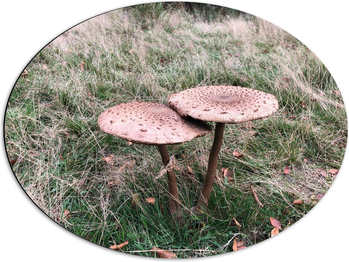 Dibond Ovaal - Twee Grote Parasolzwam Paddenstoelen - 68x51 cm Foto op Ovaal (Met Ophangsysteem)