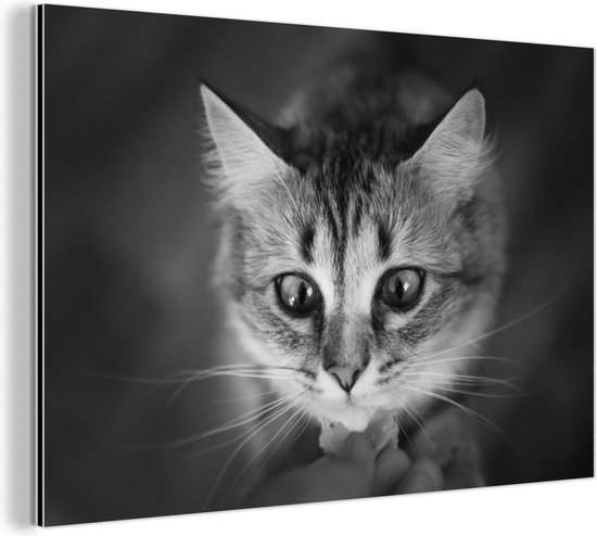 Wanddecoratie Metaal - Aluminium Schilderij - Dierenprofiel ruikende kat in zwart-wit