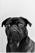 WallClassics - Poster Glanzend – Dog in Black - 40x60 cm Foto op Posterpapier met Glanzende Afwerking