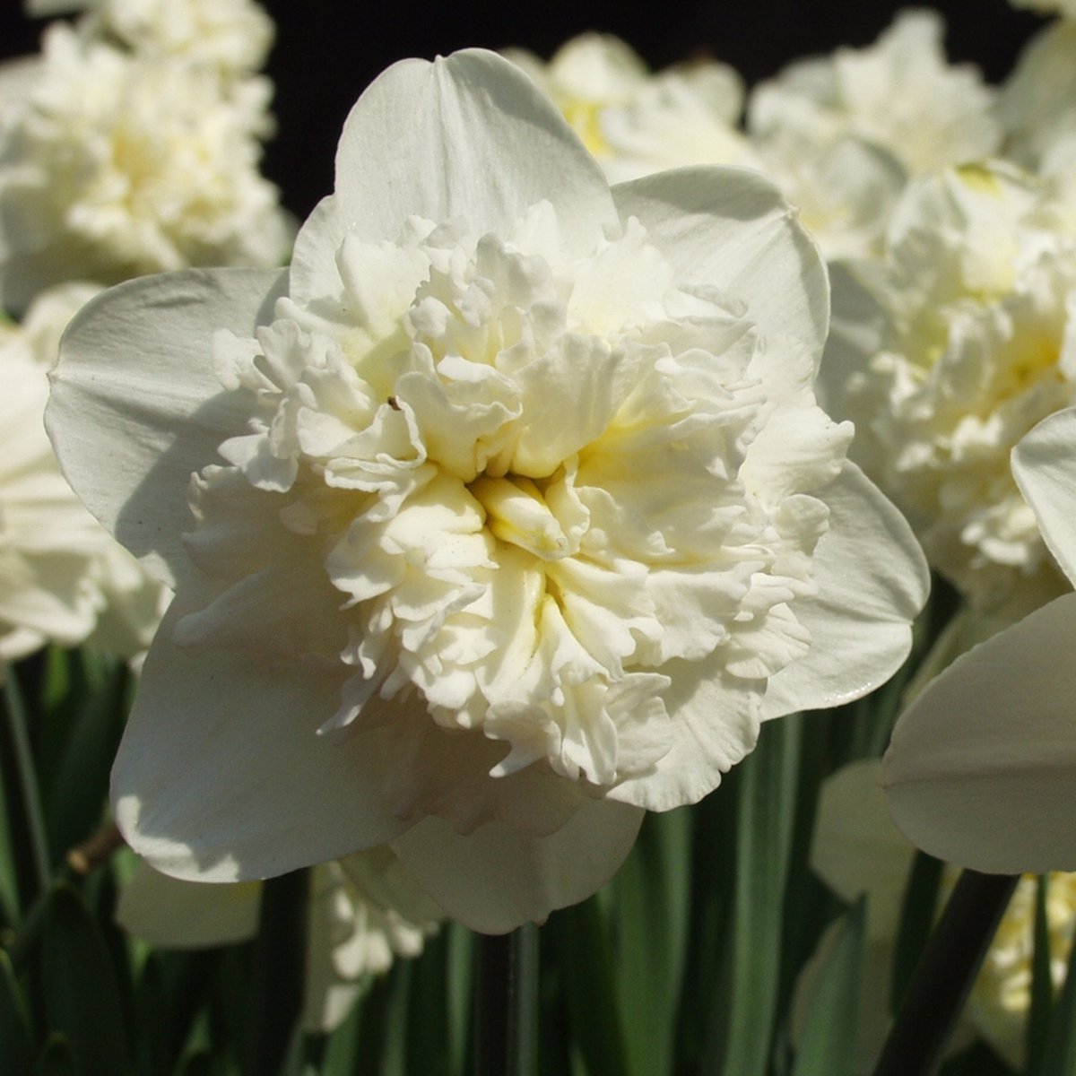 Narcis Ice King | Dubbel | Geel | Narcissenbollen | verwilderend