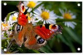 WallClassics - Poster de Jardin - Papillon Rouge Marron sur Bloem Witte - 60x40 cm Photo sur Poster de Jardin (décoration murale pour l'extérieur et l'intérieur)