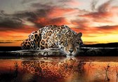 Fotobehang - Vliesbehang - Panter - Luipaard - Jaguar - Cheeta - 208 x 146 cm