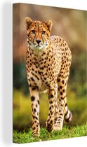 Toile - Cheetah - Herbe - Animaux - Intérieur - 20x30 cm - Toile - Peintures sur toile