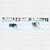 WallClassics - Muursticker - Siberische Husky Spelend in de Sneeuw - 120x40 cm Foto op Muursticker