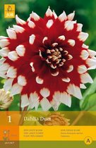 2 stuks 1 Dahlia Duet