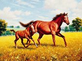Diamond painting - Paard en pony in vallei/weide - 40x30cm