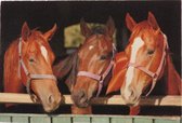 Ikado  Deurmat foto 3 paarden  50 x 80 cm