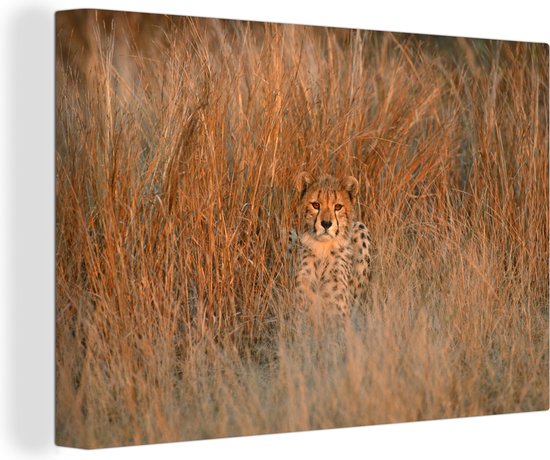 Cheetah au motif bien camouflé sur toile 60x40 cm - Tirage photo sur toile (Décoration murale salon / chambre)