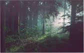 Lichtstralen door het bos bij dauw - Foto op Forex - 60 x 40 cm