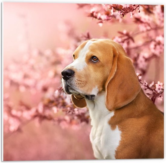 Forex - Beagle turend voor Bloesemboom - 50x50cm Foto op Forex