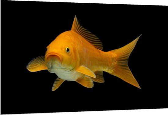 Dibond - Gele Vis met Zwarte Achtergrond - 150x100cm Foto op Aluminium (Met Ophangsysteem)