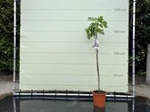 Vijgenboom - Ficus Carica 160 cm, zoete groene vijg
